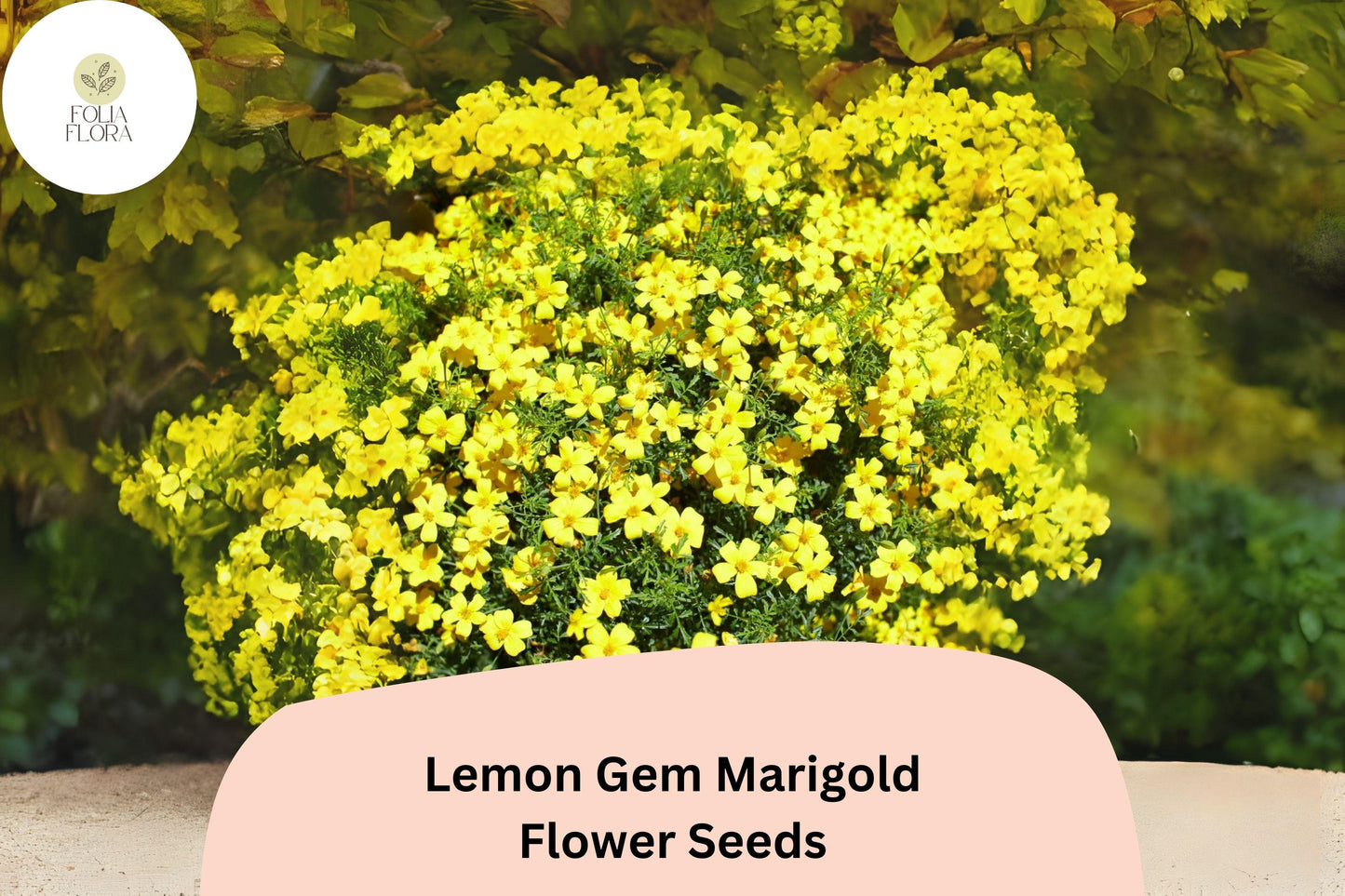 25+ Lemon Gem Marigold Seeds | Tagetes tenuifolia | Citrus-Scented Yellow Flowers | Compact Edging Annual for Garden Planting