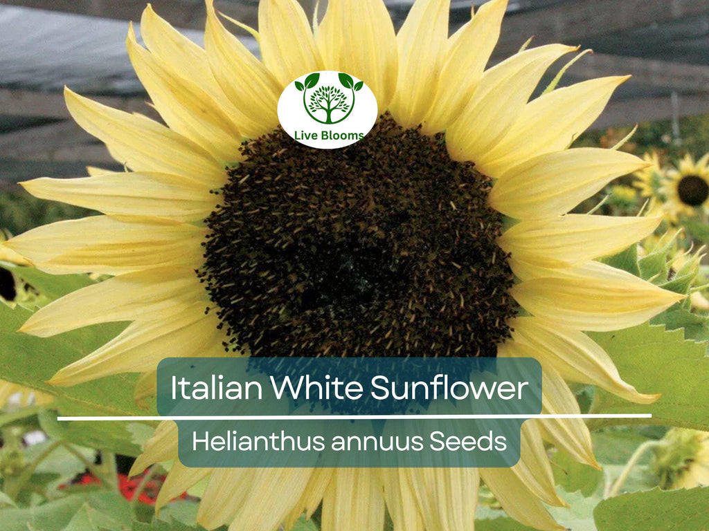 100 Seeds Italian White Sunflower, Non-GMO, Pollinator Friendly, Cut Flowers, Bees, Beautiful White Blooms, Easy to Grow Garden Flowers