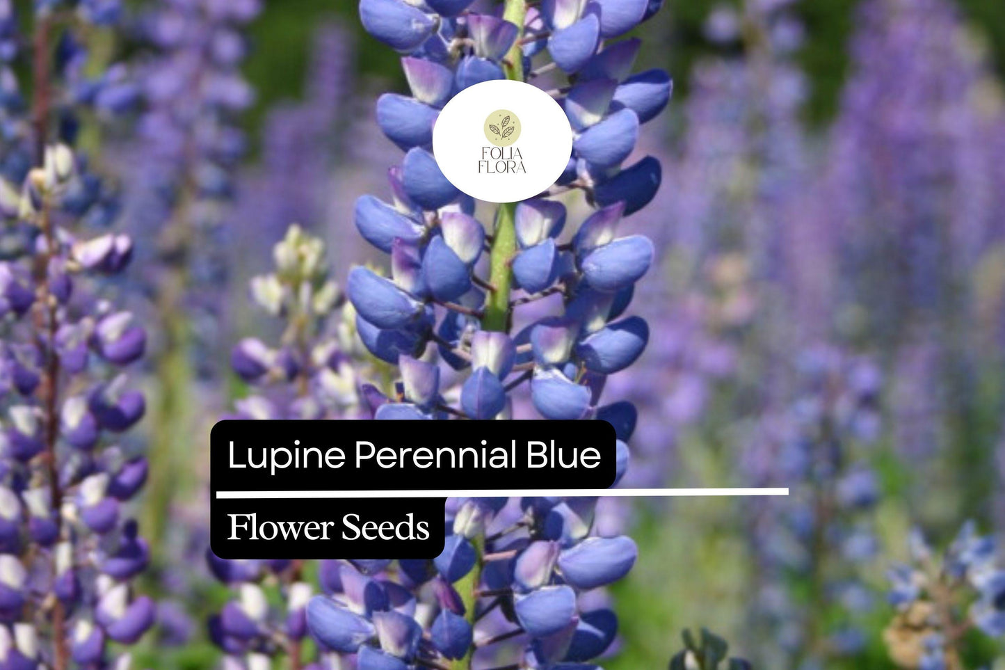 500mg Perennial Blue Lupine Seeds - Lupinus polyphyllus, Hardy Pollinator-Friendly Wildflower