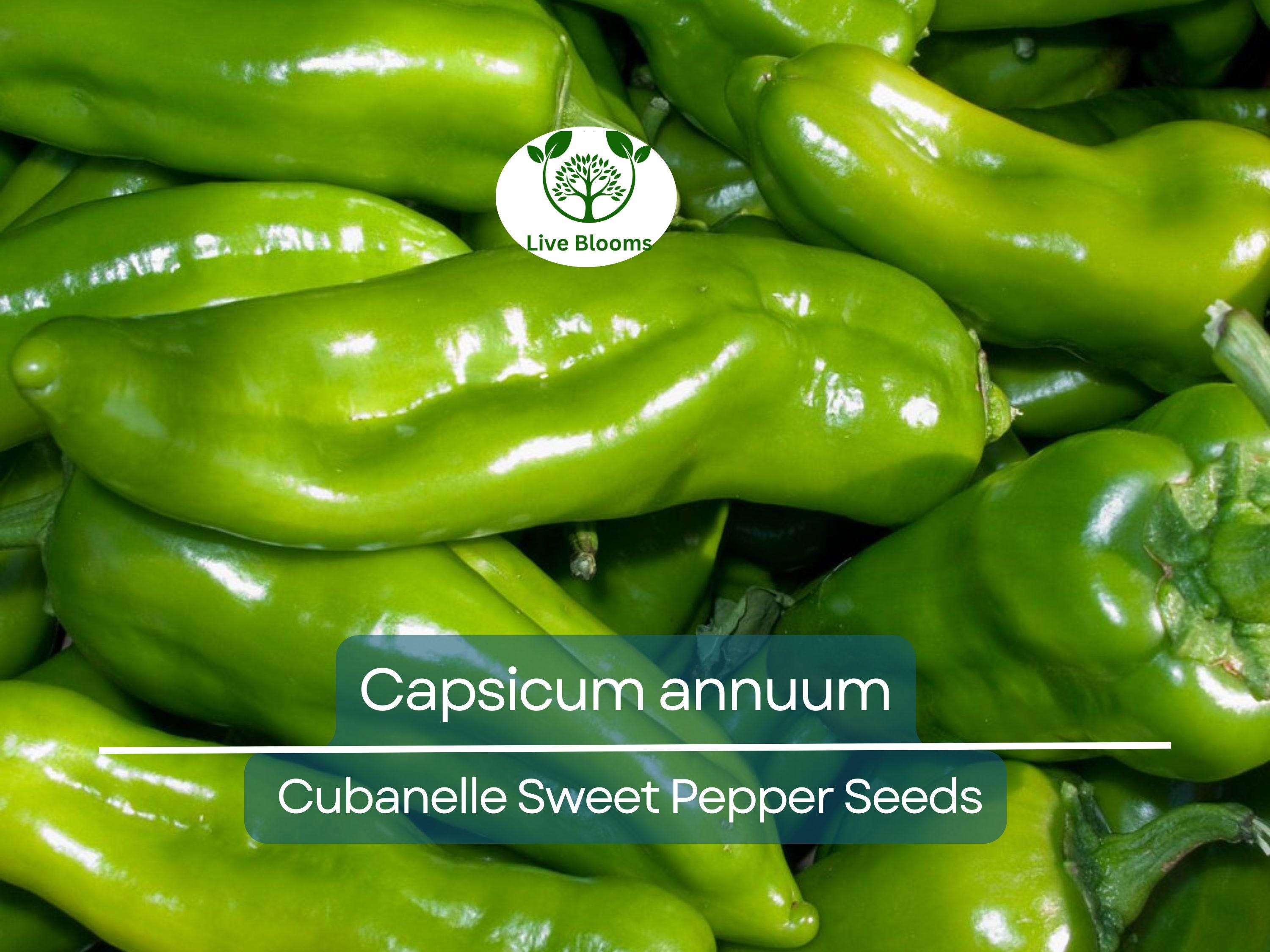 250 mg Seeds Cubanelle Sweet Pepper – Capsicum annuum | Heirloom Sweet Pepper Seeds for Planting, Gardening & Delicious Harvest
