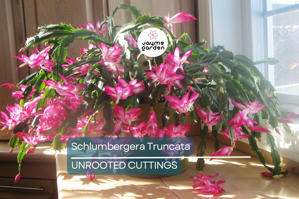 Christmas Cactus Cuttings (5pcs) – Schlumbergera Truncata Starter Plants