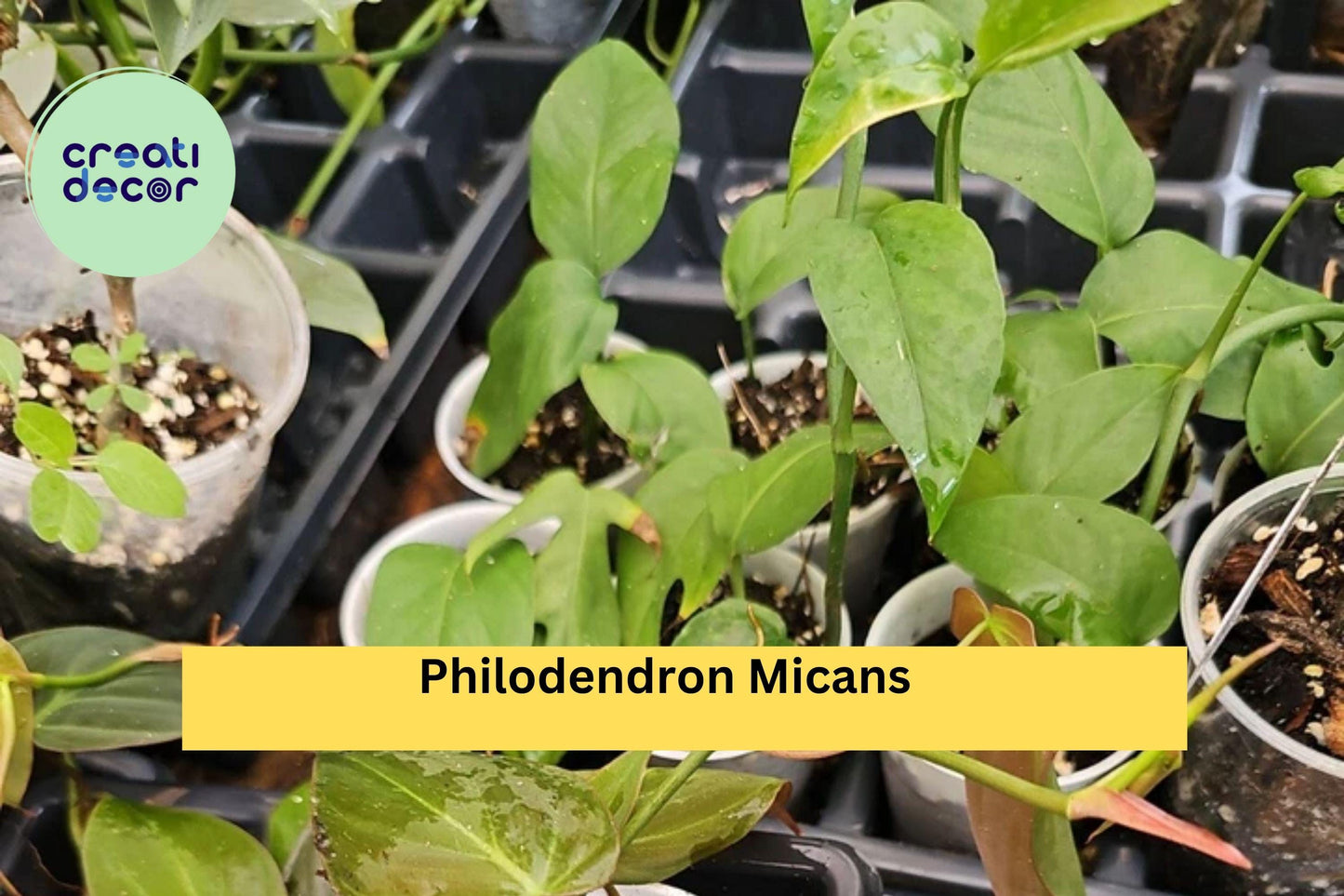 Philodendron Micans Live Plant – 2 Inch Pot Fully Rooted – Velvet Leaf Heart-Shaped Indoor Vine for Hanging Pots or Shelves