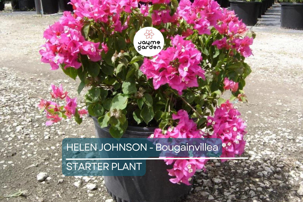 Helen Johnson Bougainvillea | Small Well-Rooted Starter Plant | Tropical Beauty for Indoor & Outdoor Gardens |