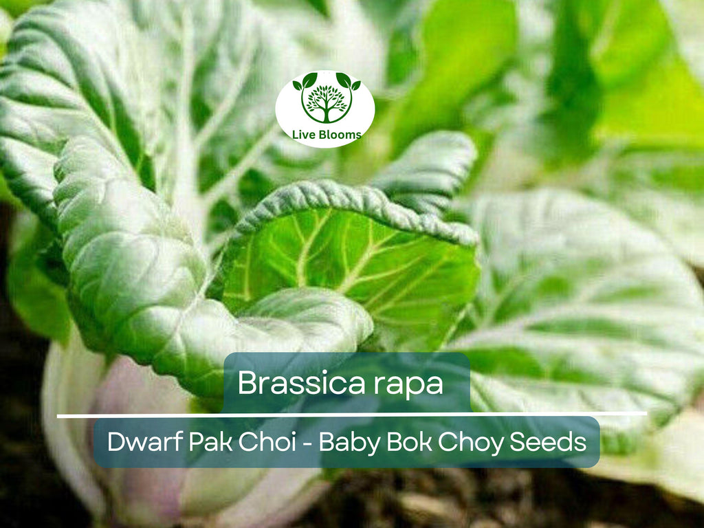 180 Seeds Dwarf Pak Choi - Baby Bok Choy for Planting (Brassica rapa) - Fast-Growing, Tender, Nutritious Asian Greens for Home Gardens