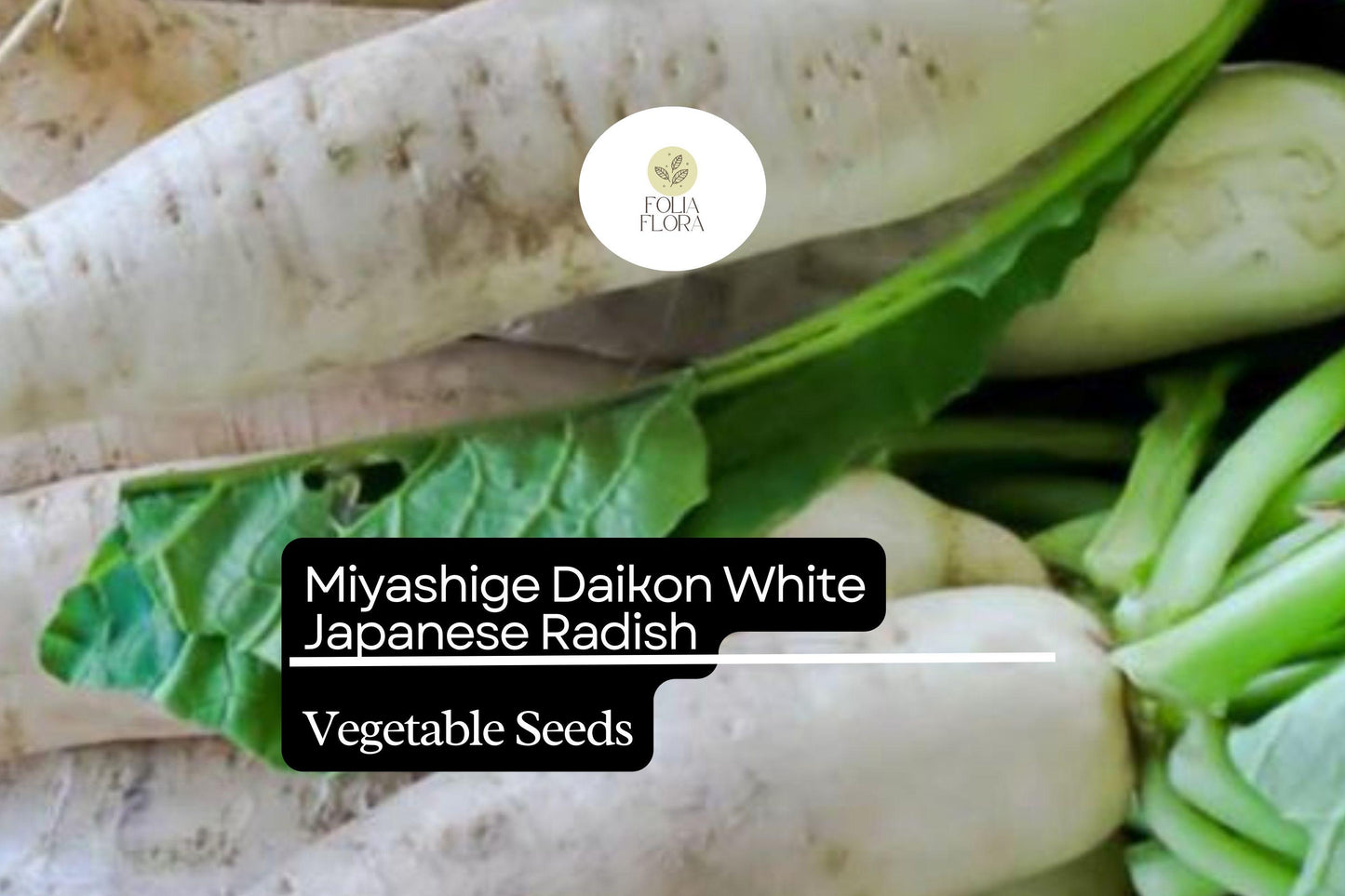 100 Seeds Miyashige Daikon White Japanese Radish, Crisp & Sweet, Easy to Grow