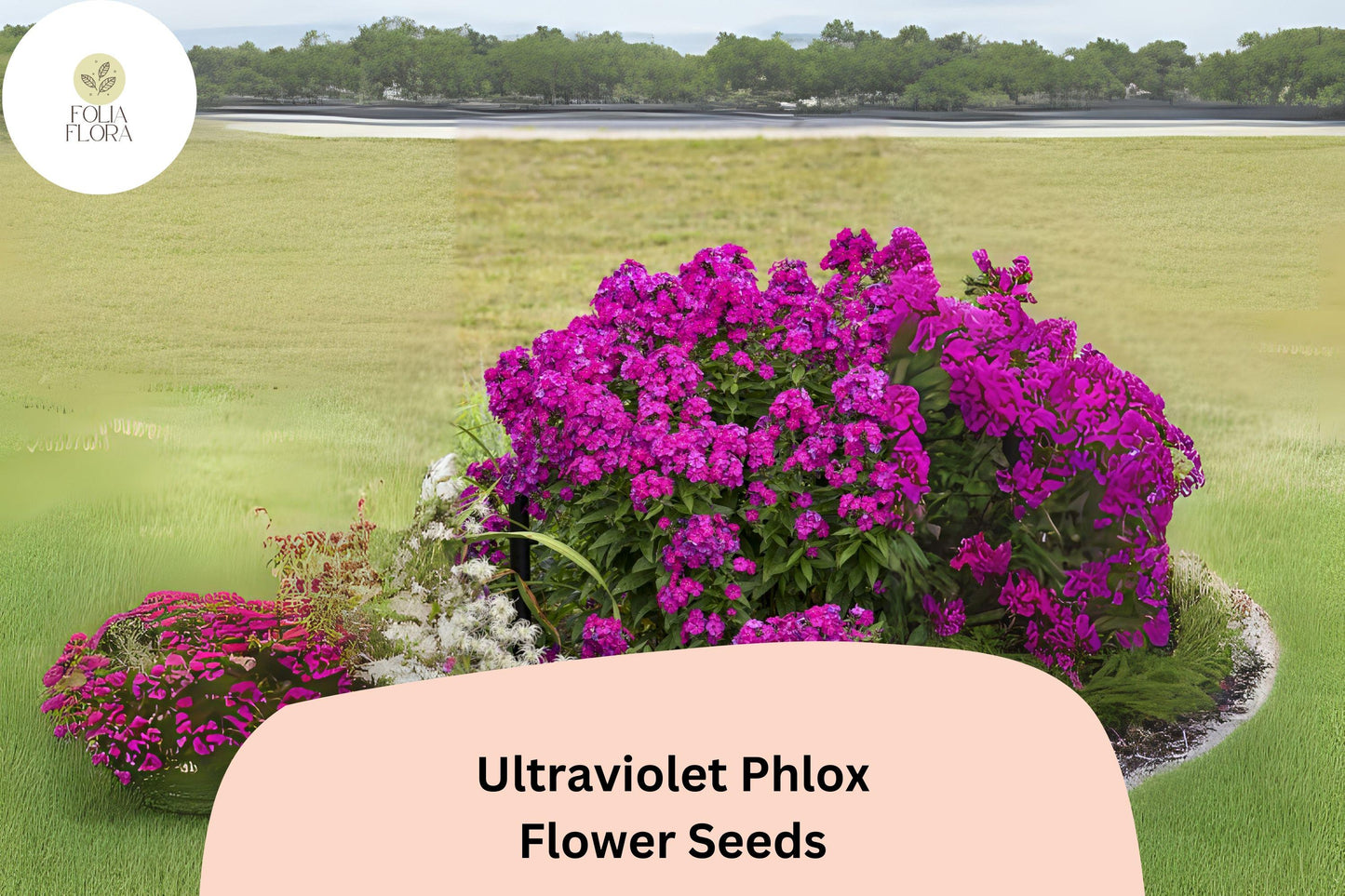 100+ Ultraviolet Phlox Seeds – Vibrant Purple Blooms for Summer Gardens & Pollinator Beds