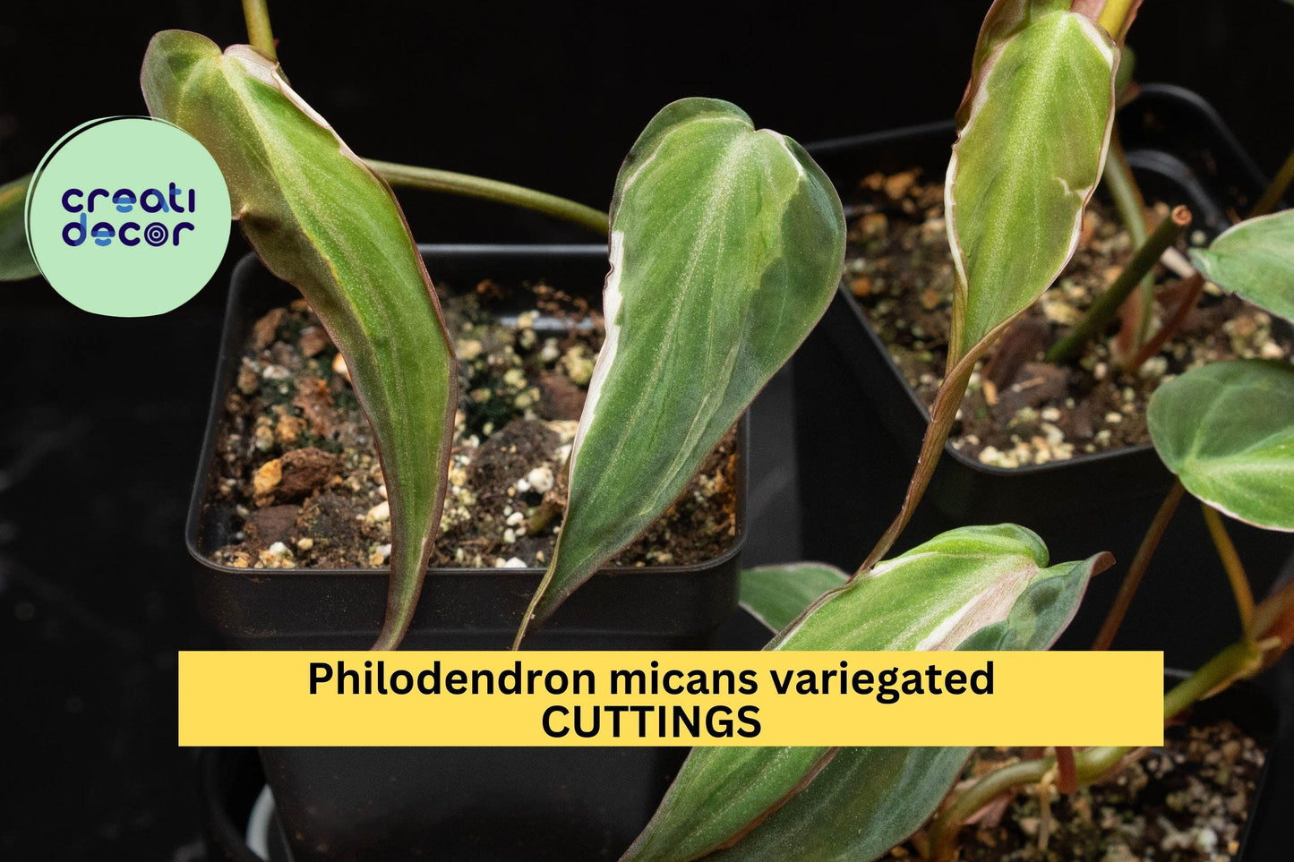 1 Philodendron Micans 'Velvet Halo' Cutting | Variegated Heartleaf Starter | Rare Indoor Houseplant | Velvet Foliage Beauty