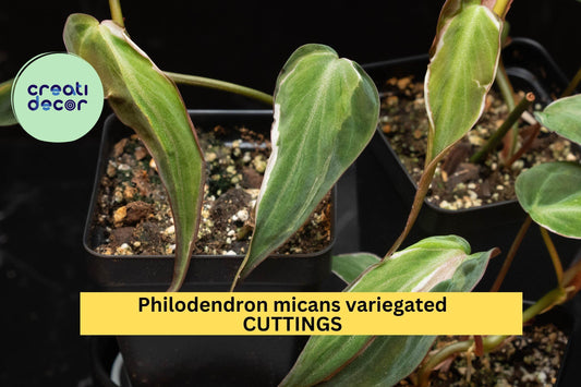 1 Philodendron Micans 'Velvet Halo' Cutting | Variegated Heartleaf Starter | Rare Indoor Houseplant | Velvet Foliage Beauty