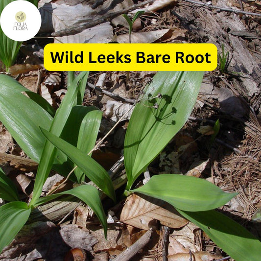 5 Ramps Wild Leeks Bulbs, Organically Grown, Allium tricoccum, Bare Root for Planting