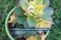 2 Aeonium Kiwi Succulent Cuttings - 3-5” Wide, Multi-Colored Rosettes, Easy to Grow, Perfect for Succulent Gardens
