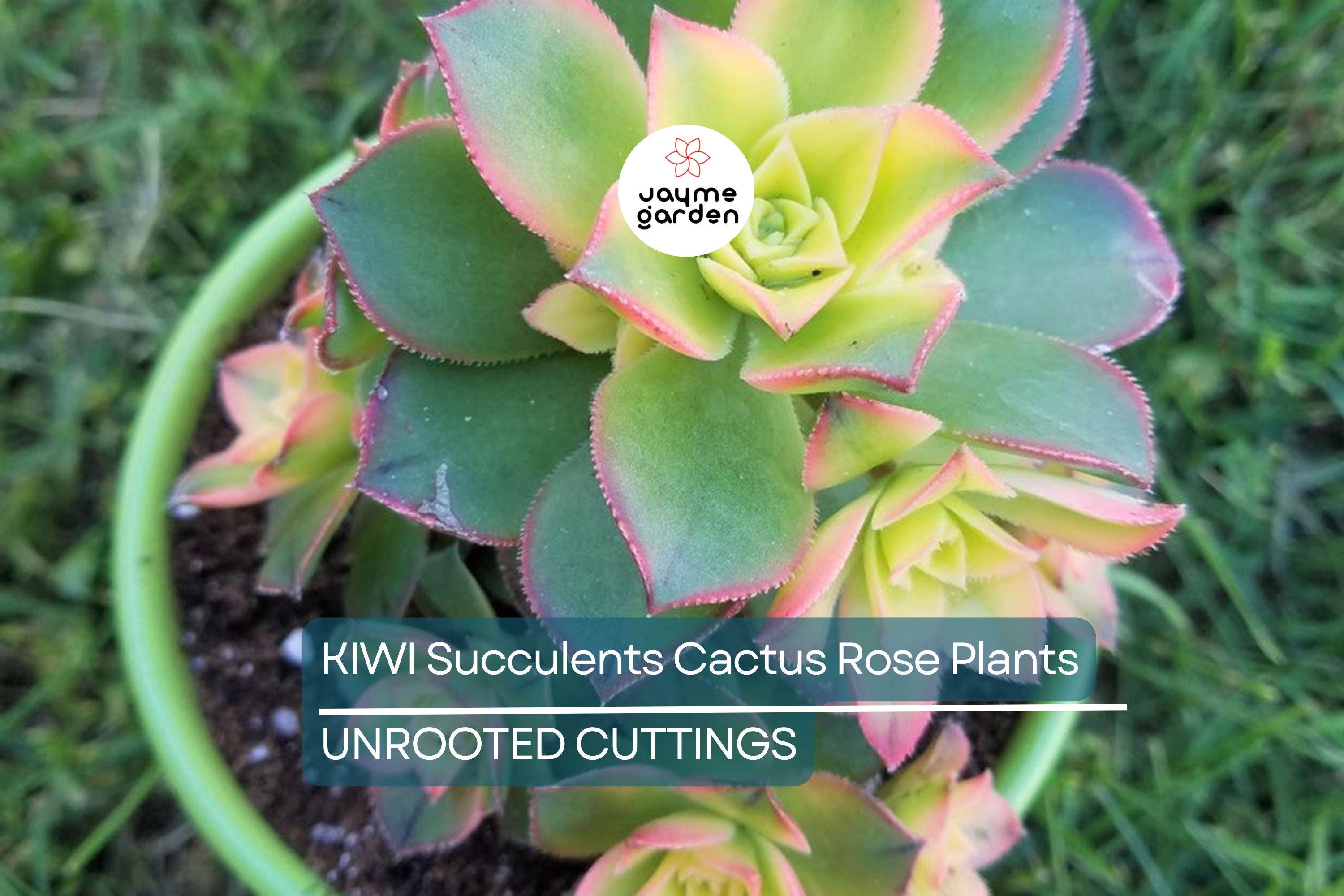 2 Aeonium Kiwi Succulent Cuttings - 3-5” Wide, Multi-Colored Rosettes, Easy to Grow, Perfect for Succulent Gardens