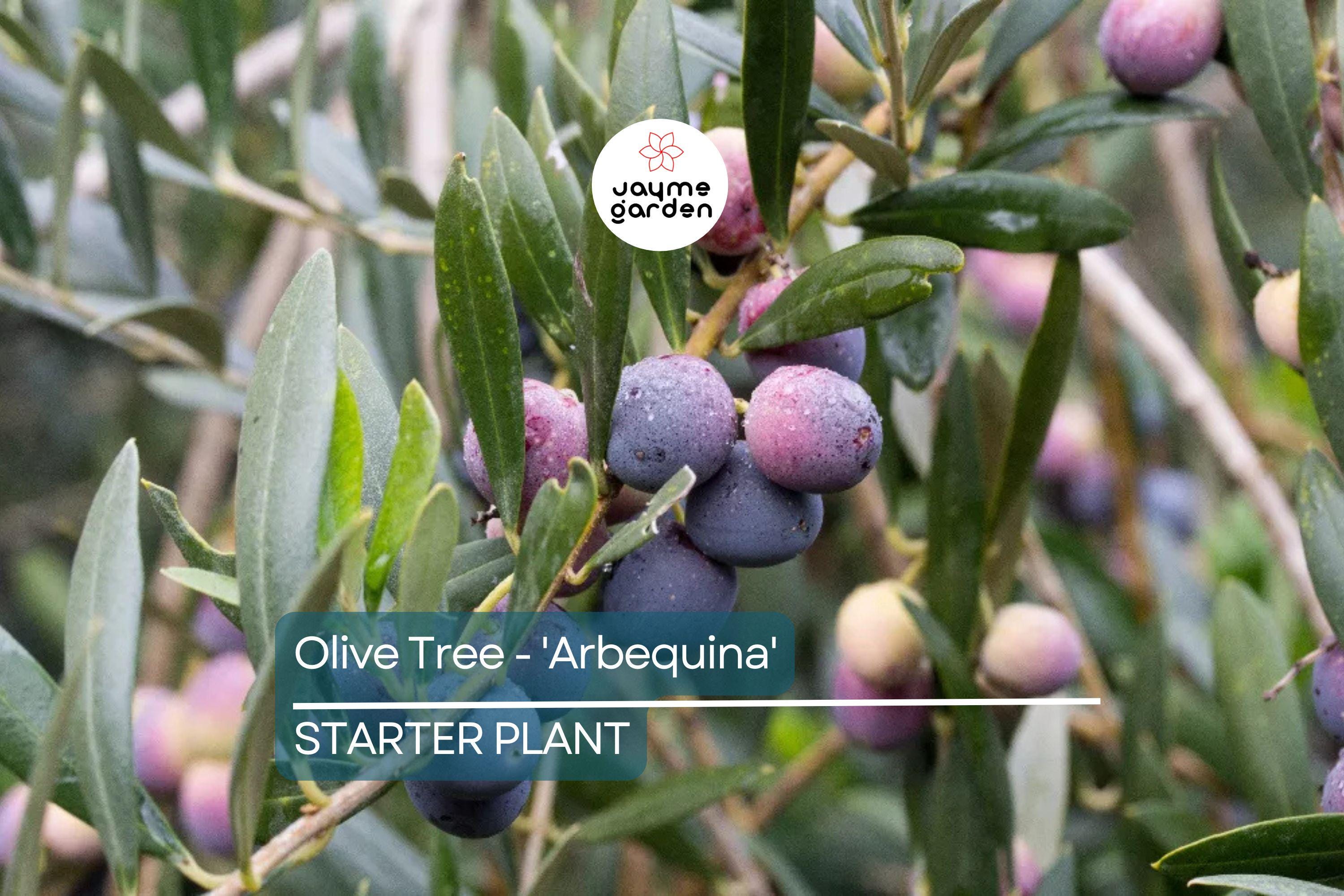 Arbequina Olive Tree (Olea europaea) – Live Plant Hardy Variety for Oils and Pickling Cold & Drought Tolerant 4”-8” Starter