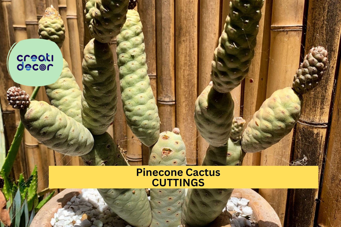Tephrocactus Articulatus Var. Diadematus Cutting | 1 Pine Cone Cactus Segment | Rare Succulent | Live Plant Propagation
