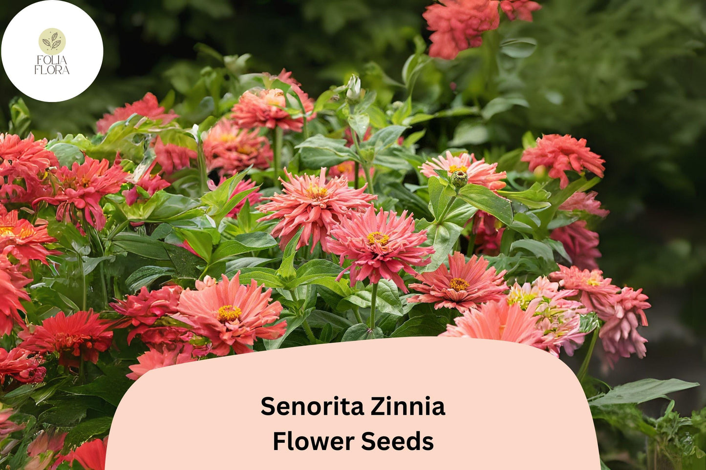 100+ Señorita Zinnia Seeds – Bright Pink Blooms for Garden Planting, Borders & Cut Flowers