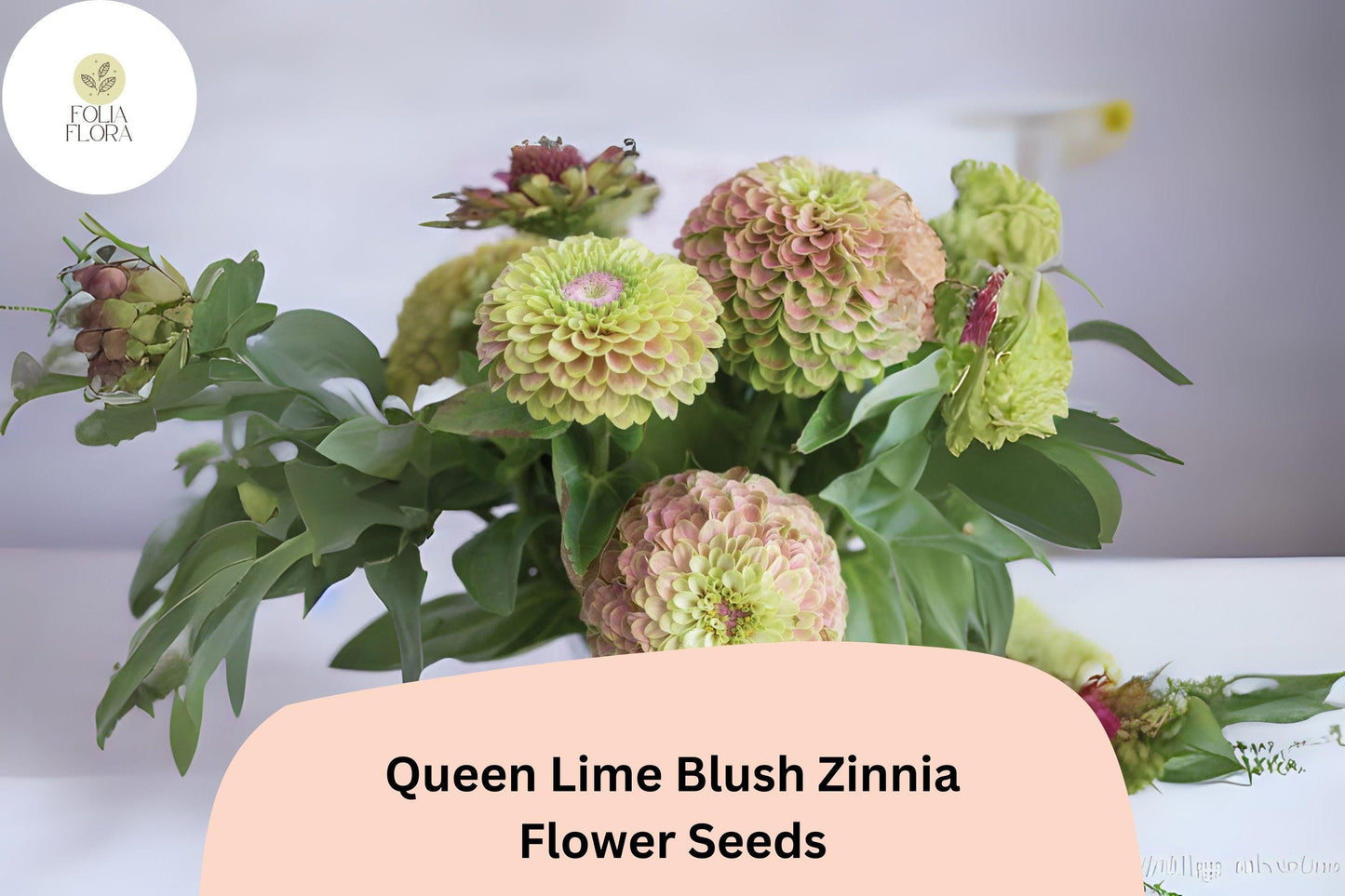 100+ Queen Lime Blush Zinnia Seeds | Soft Lime & Blush Blooms | Compact Garden Annual Flowers, Easy Grow, Cut Flower Variety