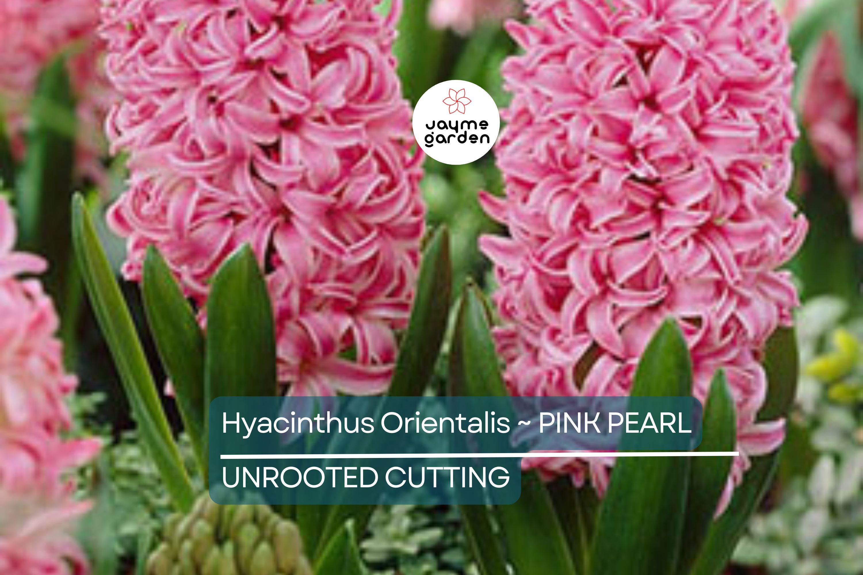 Hyacinth Pink Pearl Bulbs - 2 Fragrant Fuchsia-Purple Blooms, Award-Winning, Perfect for Gardens & Containers, USDA Zones 4-8