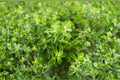 Italian Oregano 100 Seeds | Classic Mediterranean Herb | Robust Flavor | Hardy Perennial
