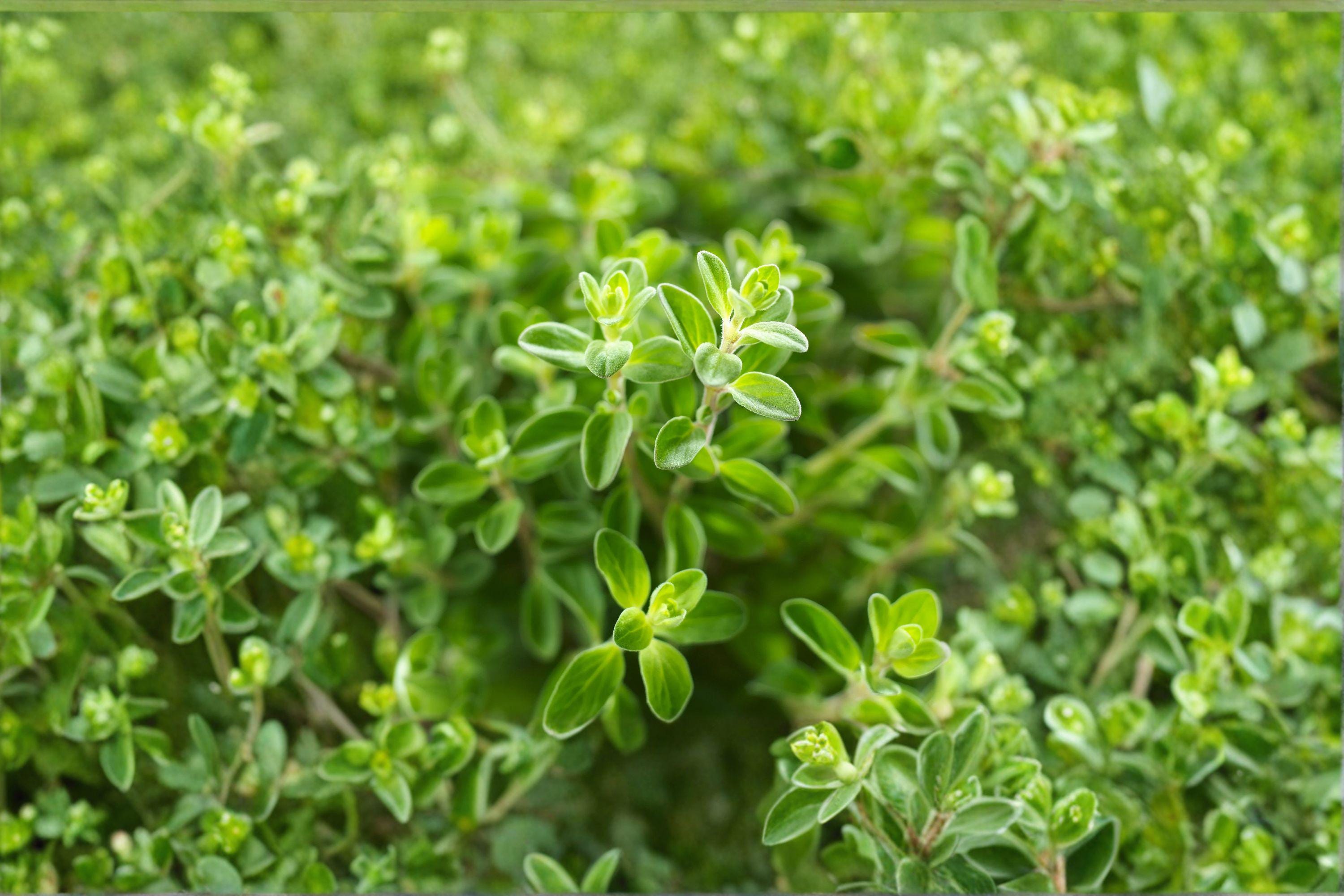 Italian Oregano 100 Seeds | Classic Mediterranean Herb | Robust Flavor | Hardy Perennial