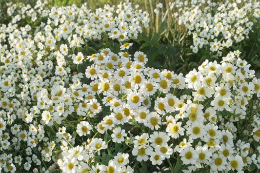 German Chamomile Seeds – Matricaria recutita | 100 Seeds | Herbal Tea Flower Plant | Easy to Grow