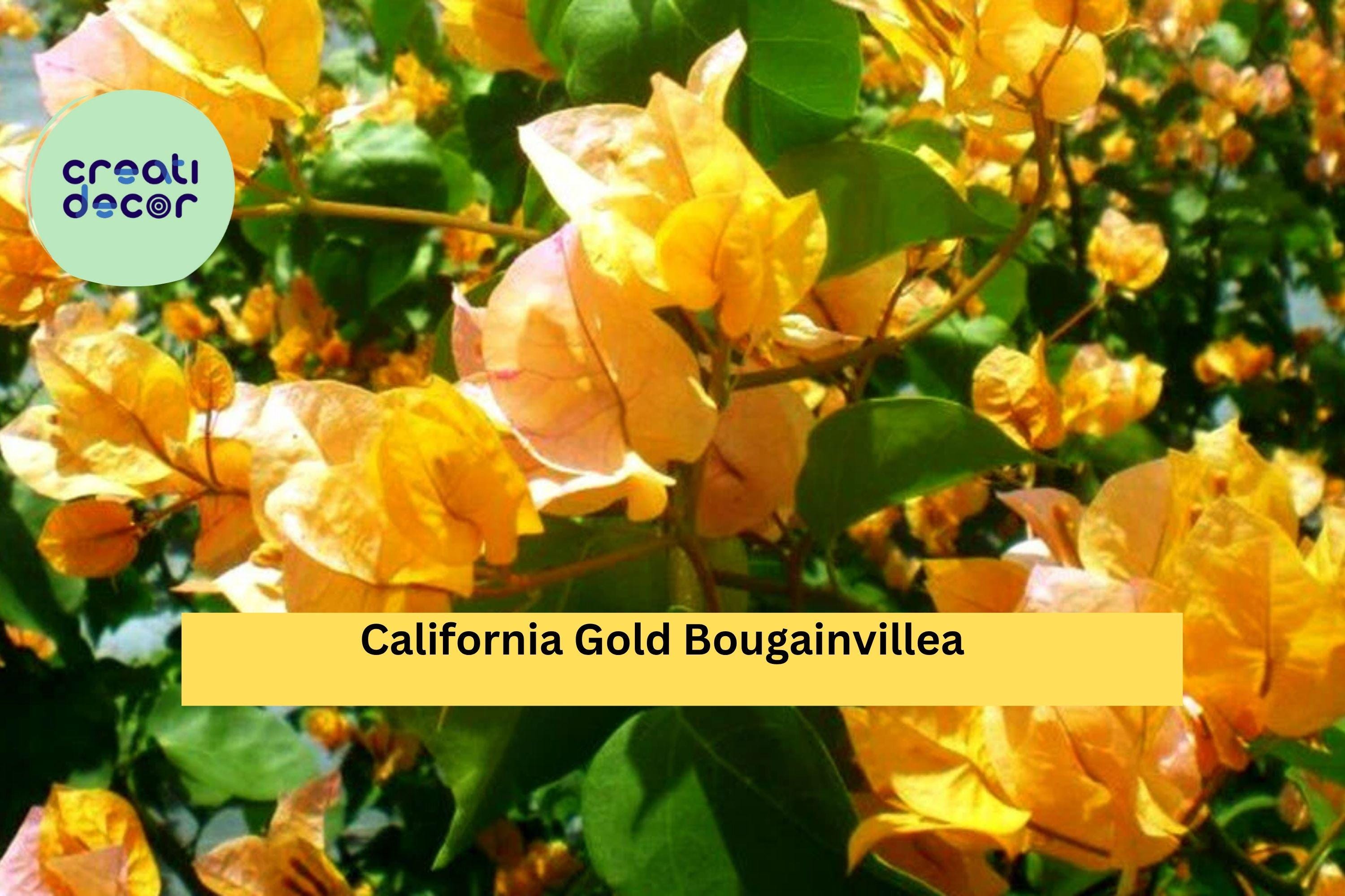 California Gold Bougainvillea Starter Plant – Well Rooted Plug, Ships Bare Root, Vibrant Golden Blooms for Garden or Patio, Hardy Zones 9–11