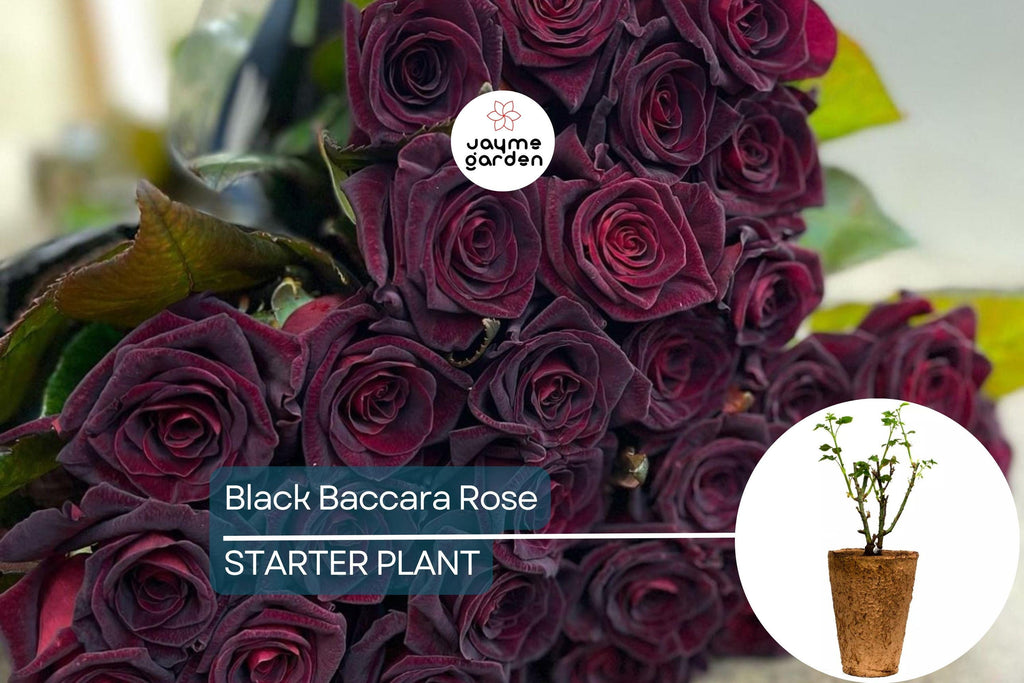 Black Baccara Rose – 1.5 Gal Potted | Deep Burgundy-Black Hybrid Tea | Long-Lasting Cut Flowers | Zones 6-10