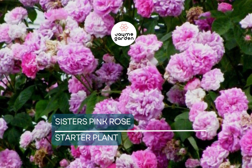 Live Heirloom 7 Sisters Pink Rose Bush | Climbing Multiflora Rambler | 3–6" Starter Plants | Bare Root Baby Roses