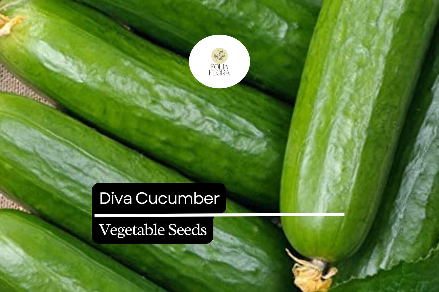 20 Seeds Diva Cucumber (Cucumis sativus) – Sweet, Crisp, and Burpless Variety