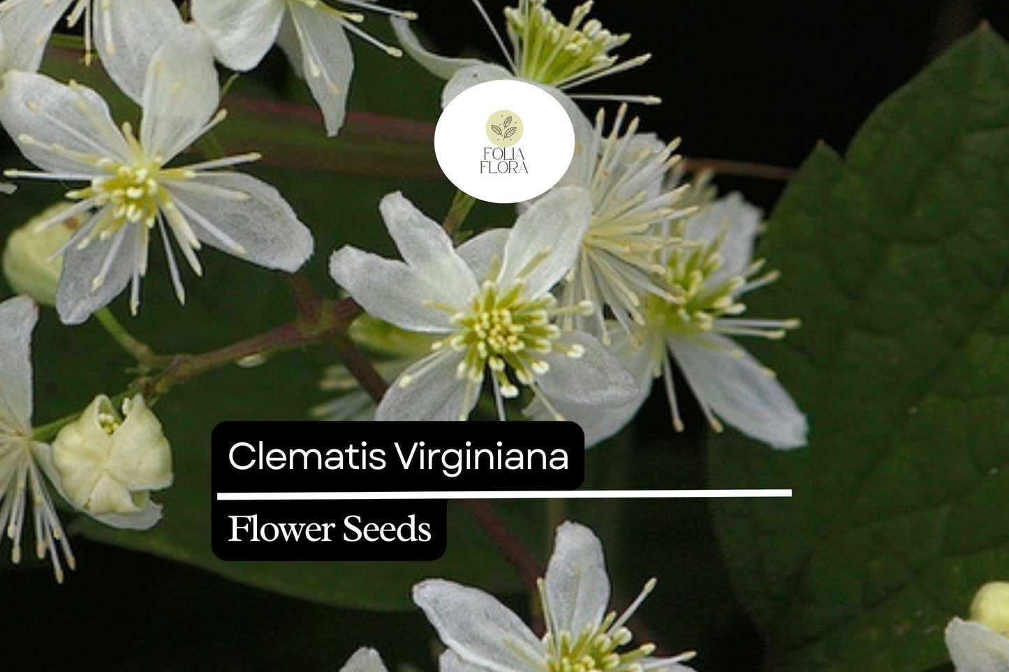 100mg Clematis virginiana Virgin's Bower Seeds - Fragrant Climbing Flowering Vine