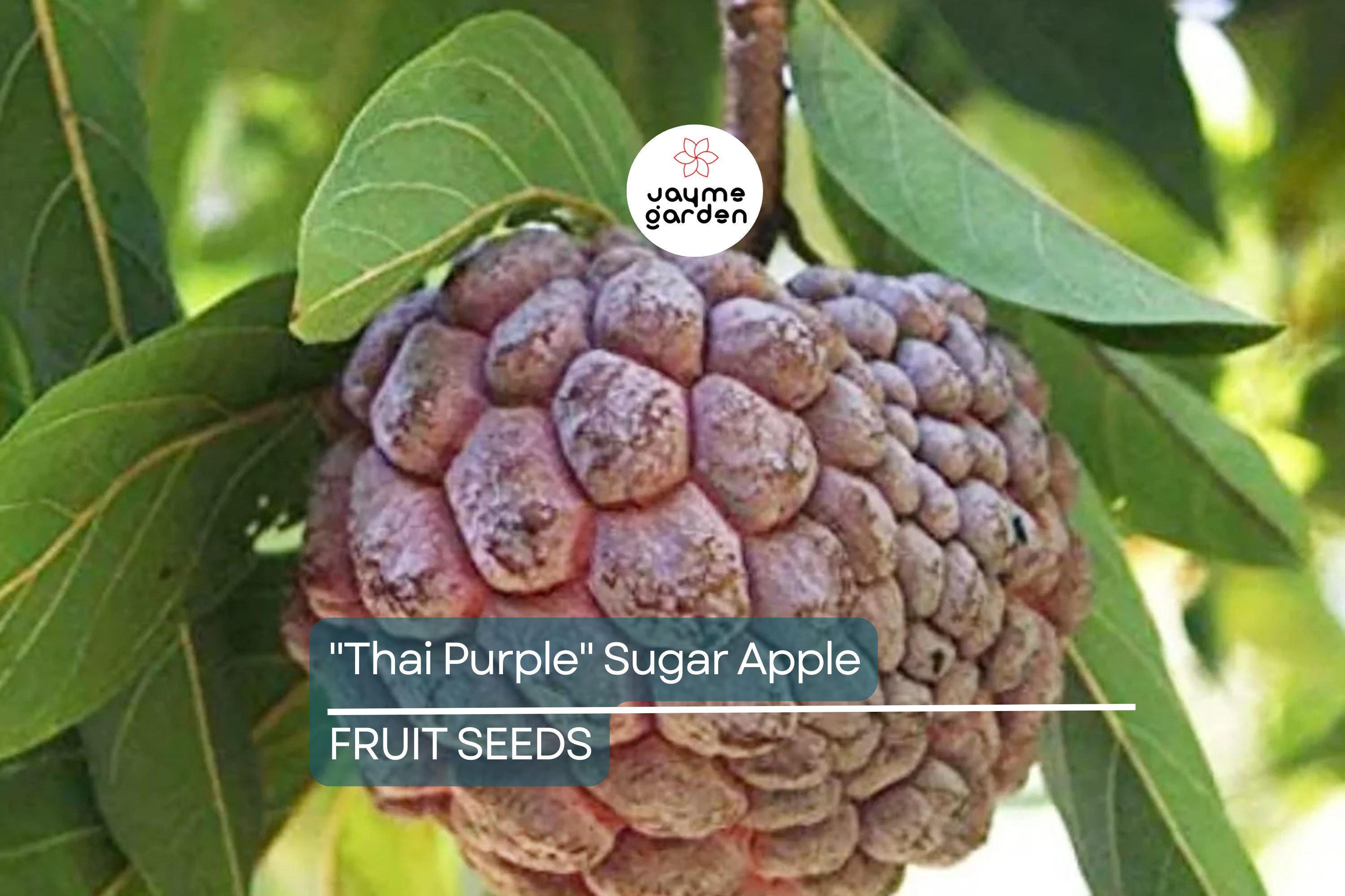 10 Thai Purple Sugar Apple Seeds (Annona squamosa) – Rare Sweet Tropical Fruit Tree