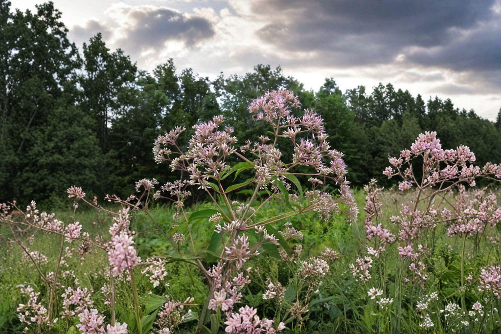 Eutrochium fistulosum – Hollow Joe Pye Weed / Trumpetweed / Purple Thoroughwort | 100 Seeds | Native Pollinator Wildflower