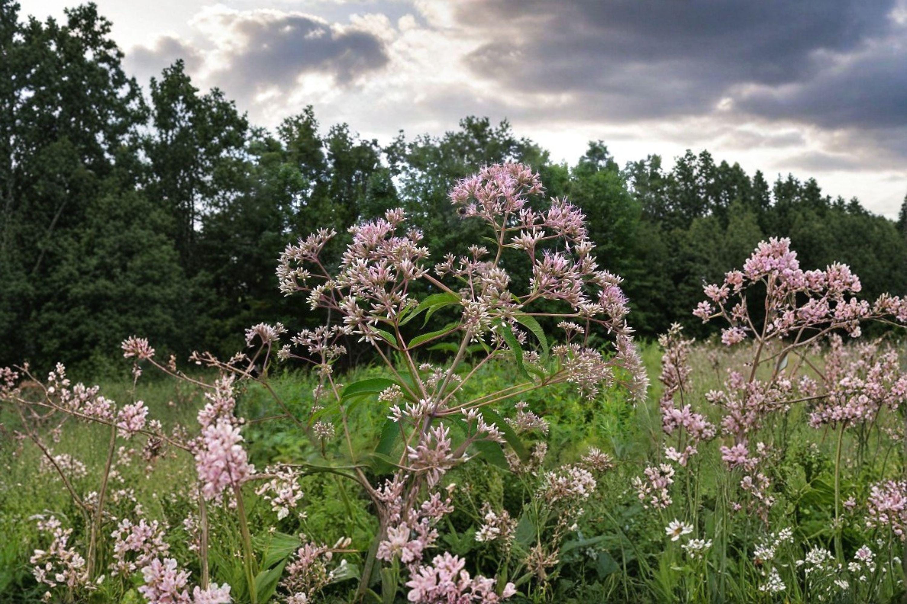Eutrochium fistulosum – Hollow Joe Pye Weed / Trumpetweed / Purple Thoroughwort | 100 Seeds | Native Pollinator Wildflower