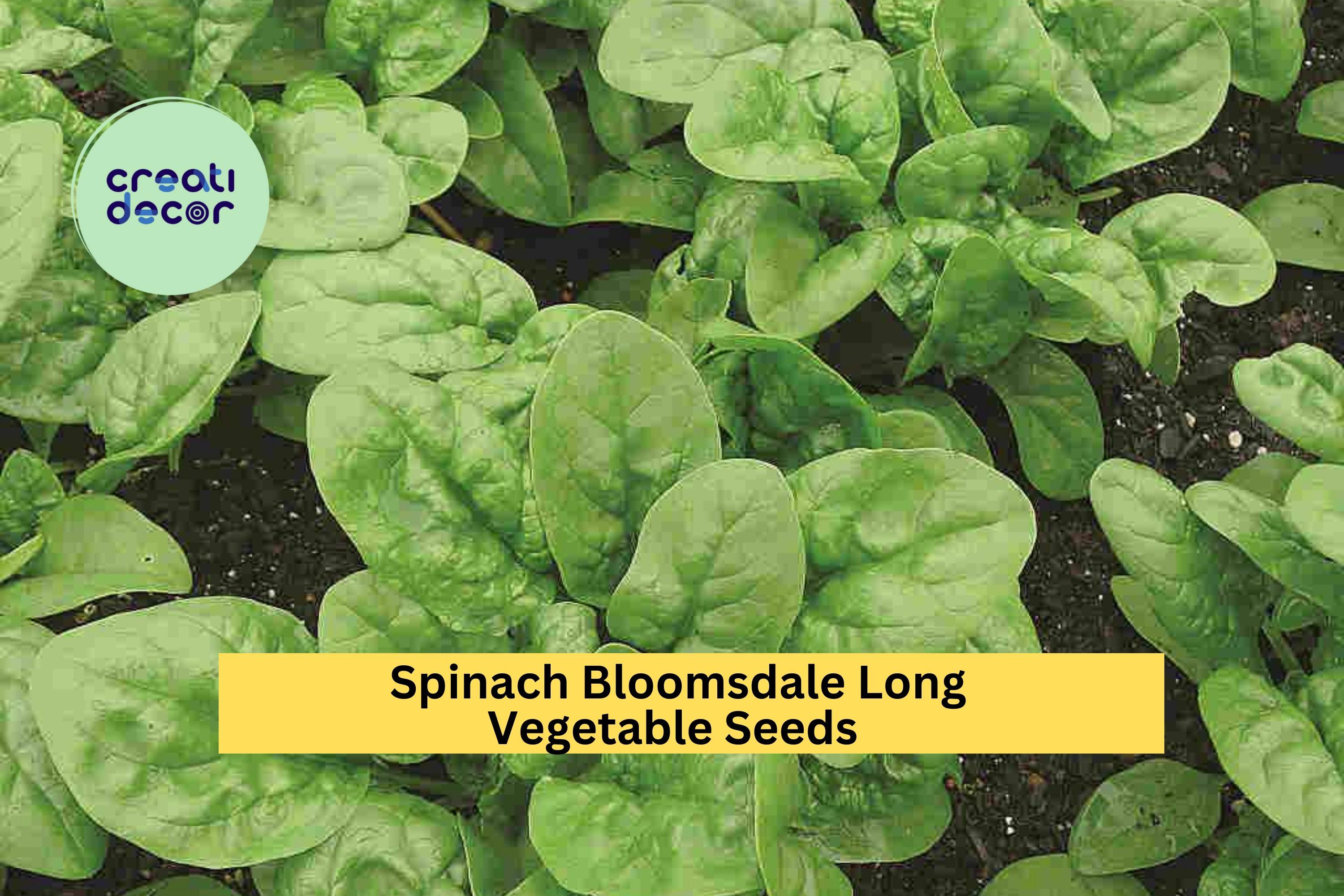 3pcs of 1g Spinach Bloomsdale Long Standing Seeds – Heirloom, Slow to Bolt, Tender Leaves for Garden or Container Seeds for Planting