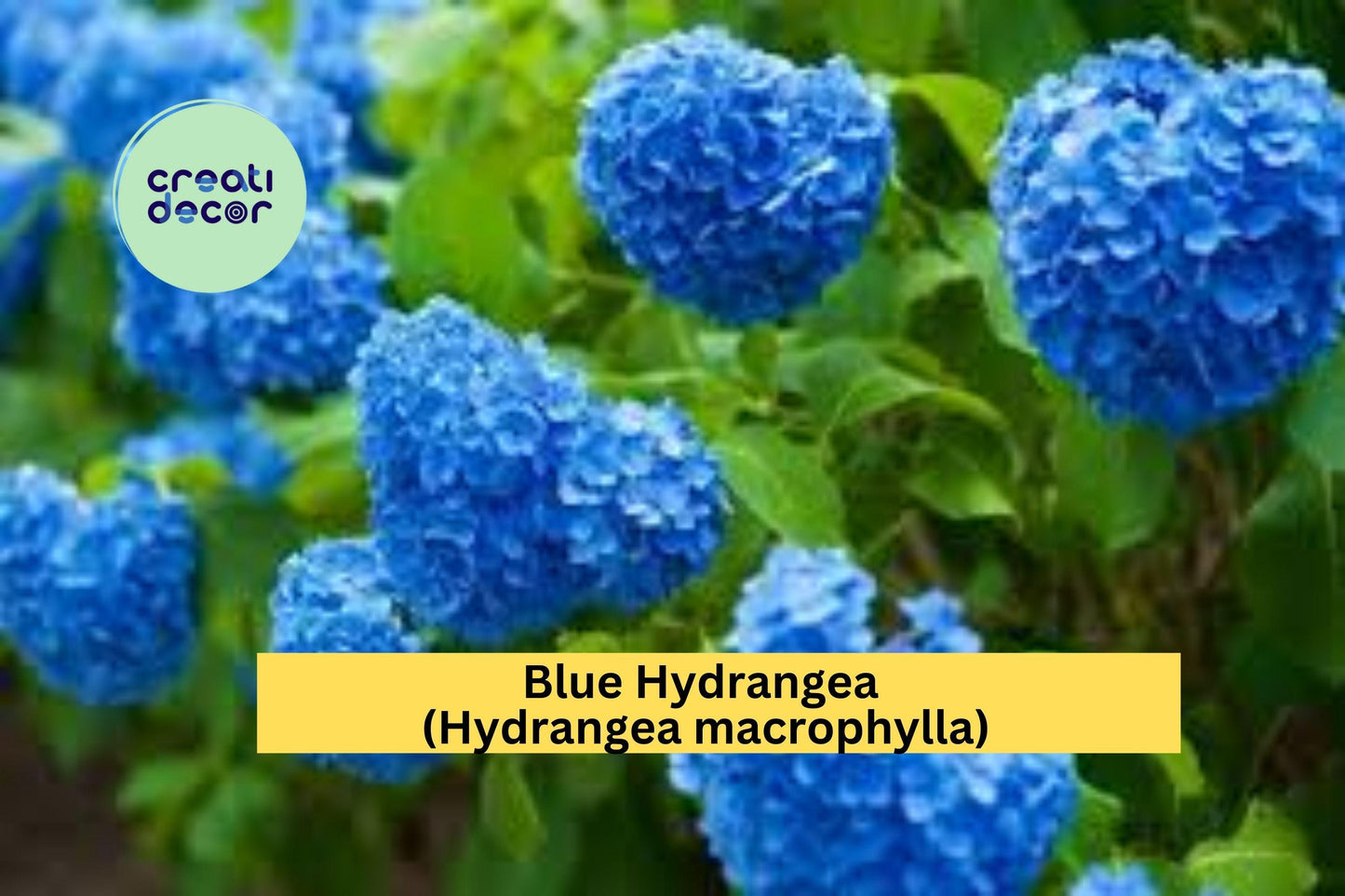Blue Hydrangea Live Plant | 3–8 Inch Fully Rooted Starter Cutting | Hydrangea macrophylla Perennial Shrub for Garden & Landscape