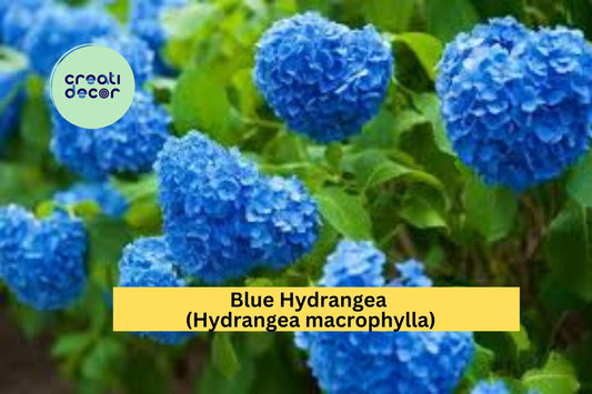 Blue Hydrangea Live Plant | 3–8 Inch Fully Rooted Starter Cutting | Hydrangea macrophylla Perennial Shrub for Garden & Landscape