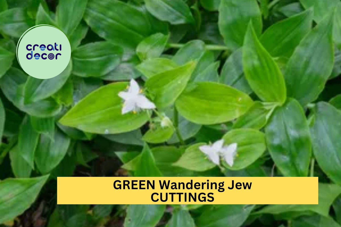 12 Green Wandering Jew Cuttings | Tradescantia Fluminensis Starter Plants | Easy Trailing Indoor Vine | Cold Sensitive Plant