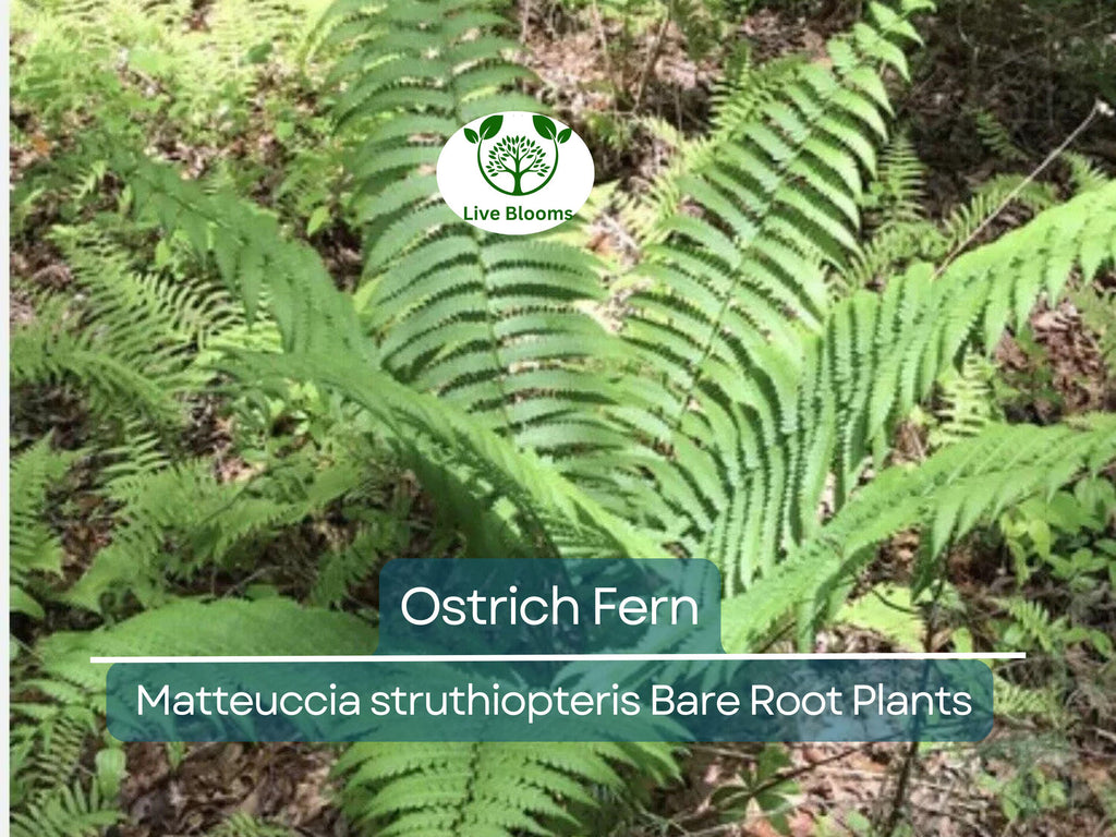 10 Ostrich Fern Bare Root Plants - Matteuccia struthiopteris, Native Perennial, Glade Fern, Shade Garden, Woodland Groundcover