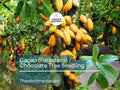 Cacao Starter Plant Seedling (Forastero, Theobroma cacao) - Live Tropical Fruit Tree 2-3 Feet - Grow Your Own Chocolate at Home
