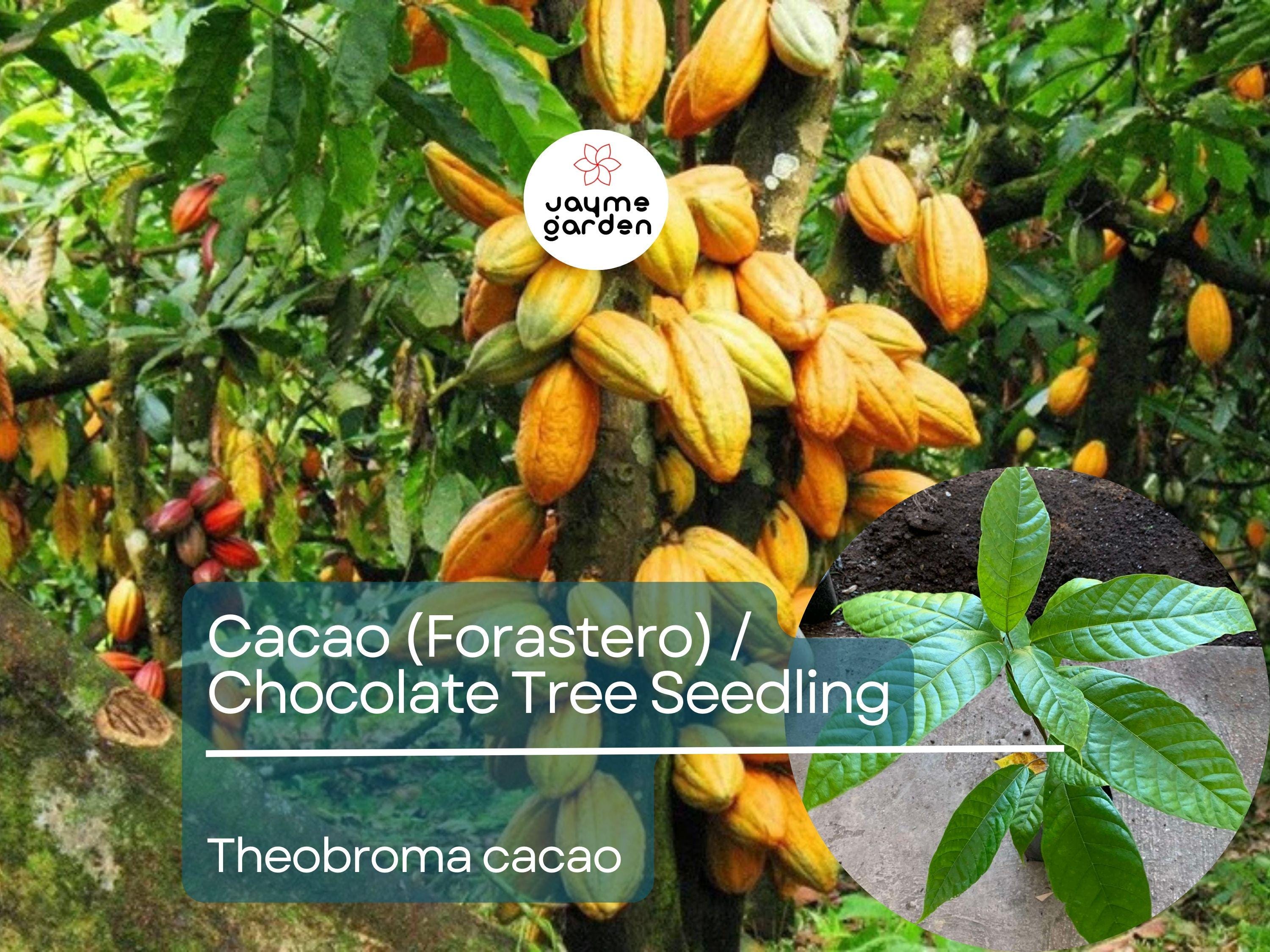 Cacao Starter Plant Seedling (Forastero, Theobroma cacao) - Live Tropical Fruit Tree 2-3 Feet - Grow Your Own Chocolate at Home