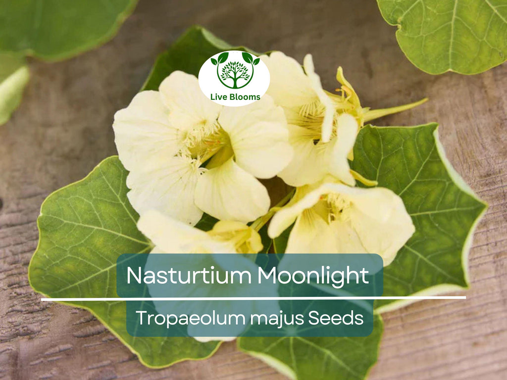 10 Nasturtium Moonlight Seeds, Creamy White Edible Flowers, Heirloom, Non-GMO, Beautiful Garden & Salad Flowers, Organic Healthy