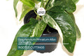 Epipremnum Pinnatum Albo Variegata Rooted Cutting - Healthy Houseplant with Strong Roots - Rare Variegated Foliage