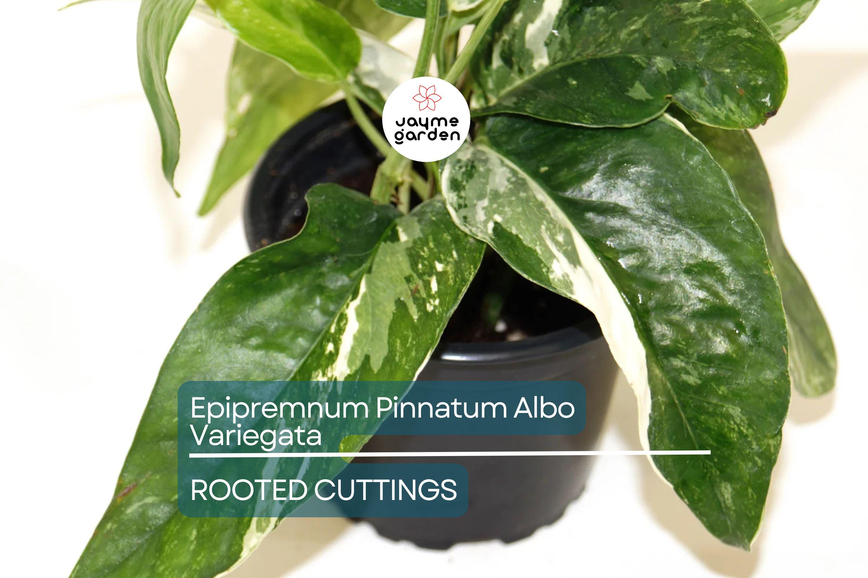 Epipremnum Pinnatum Albo Variegata Rooted Cutting - Healthy Houseplant with Strong Roots - Rare Variegated Foliage