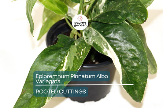 Epipremnum Pinnatum Albo Variegata Rooted Cutting - Healthy Houseplant with Strong Roots - Rare Variegated Foliage