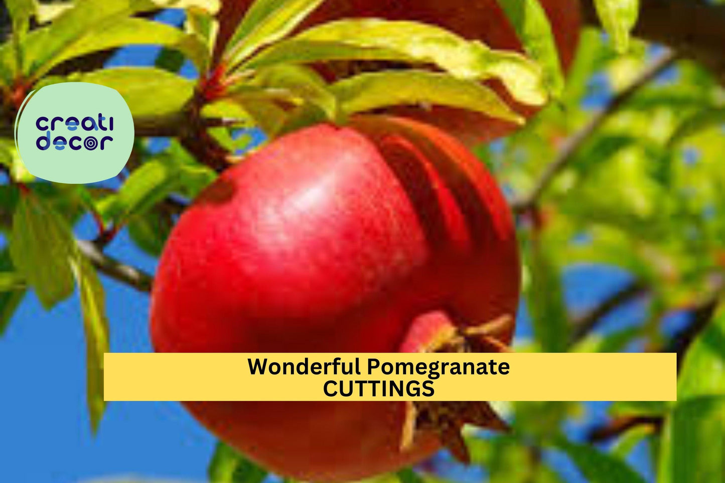4 Wonderful Pomegranate Cuttings – Punica granatum Stems for Rooting | From Mature Tree | Grow in Pots, Orchards, or Garden Beds