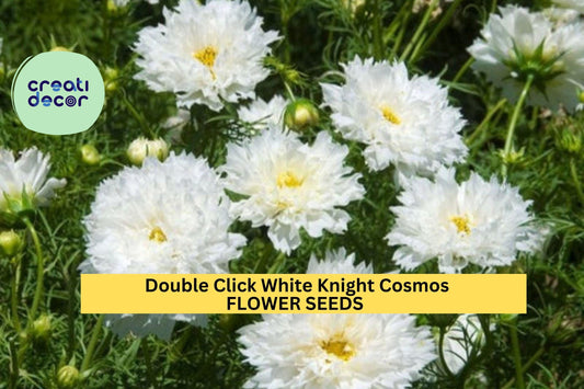200+ Double Click White Knight Cosmos Seeds – Elegant White Ruffled Blooms for Garden Planting, Tall Pollinator-Friendly Annuals – USA