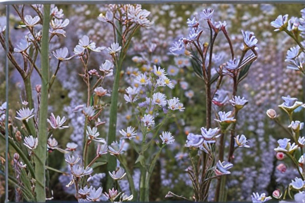 Smooth Blue Aster Seeds – Symphyotrichum laeve, Native Perennial, Pollinator Wildflower (100 Seeds)