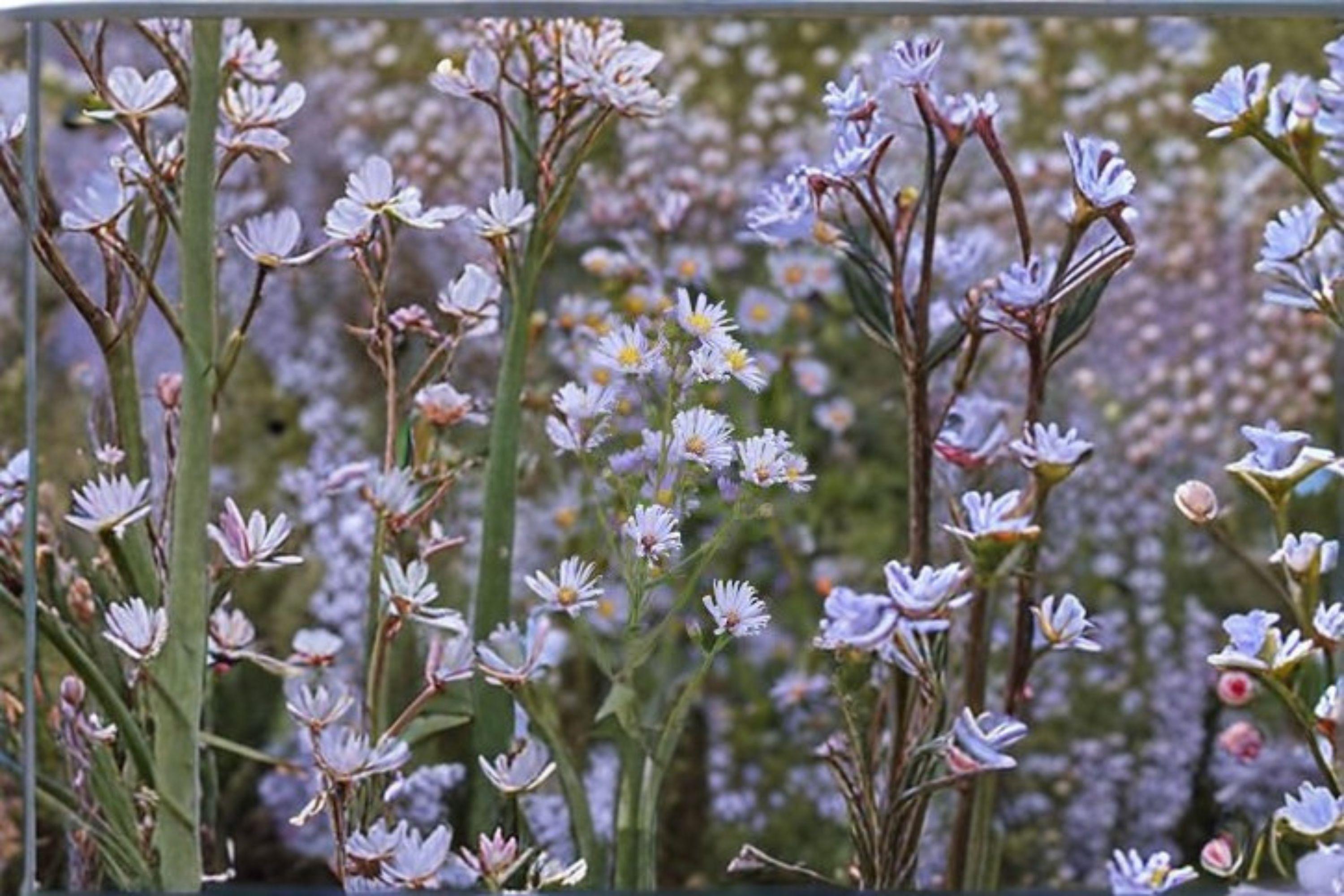 Smooth Blue Aster Seeds – Symphyotrichum laeve, Native Perennial, Pollinator Wildflower (100 Seeds)