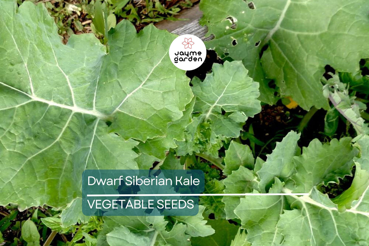 2,000 Dwarf Siberian Kale Seeds – Non-GMO Heirloom, Cool Weather, Great for Containers | Free Shipping