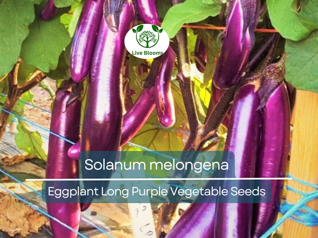50 Seeds Eggplant Long Purple (Solanum melongena) - Non-GMO, Heirloom, Slim, Long, Easy to Grow, Perfect for Garden, Organic Planting
