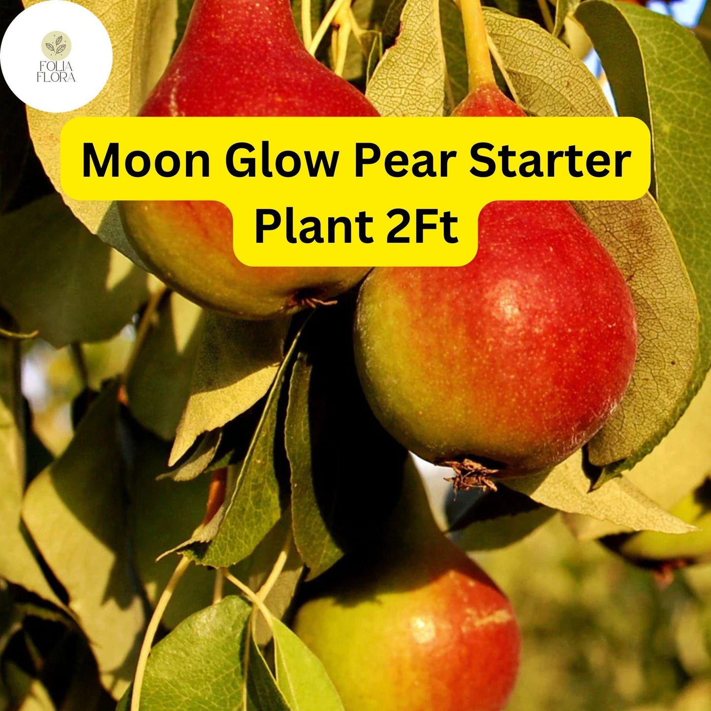 1 Moon Glow Pear Tree (Pyrus communis) - 2ft Tall Live Fruit Tree Ready to Plant