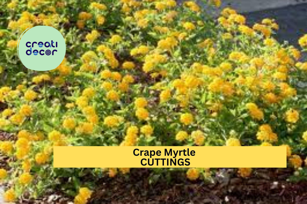 7 Live Stems for Rooting - Crape Myrtle Cuttings , Fast Growing Lagerstroemia Plant, Summer Flowering Shrub or Small Tree for Garden
